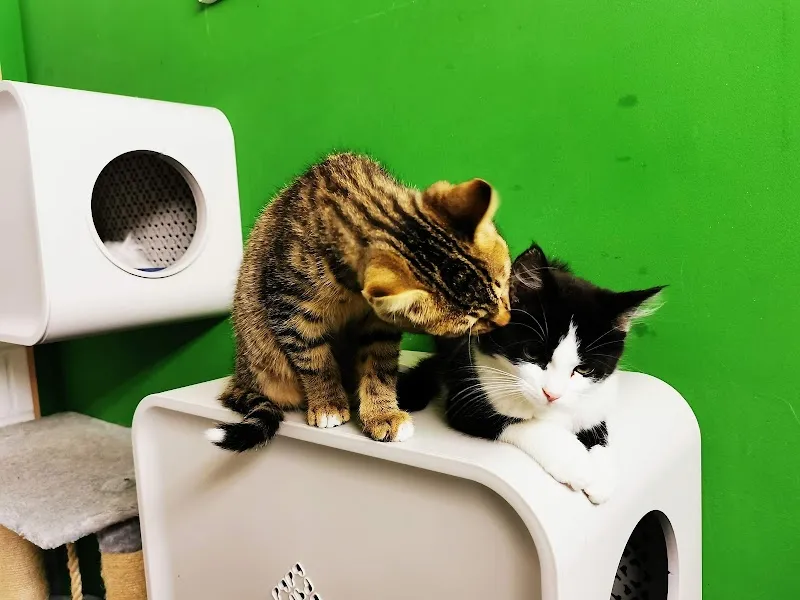 Tierpension /Tierhotel — Pension pour chats, Visp, Valais. Foto 2