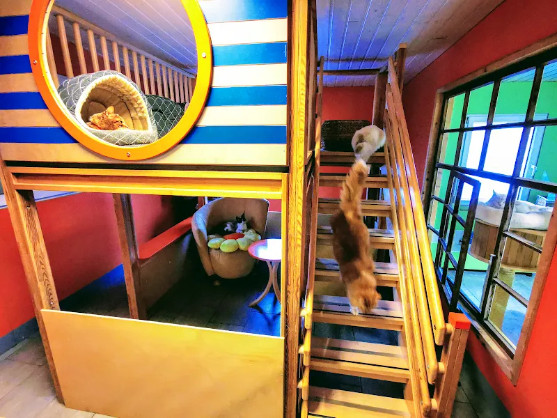 Tierpension /Tierhotel — Pension pour chats, Visp, Valais. Foto 3