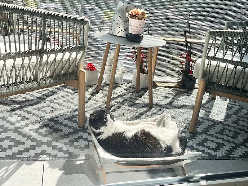 chats du robinson — Pension pour chats, Sion, Valais. Foto 2