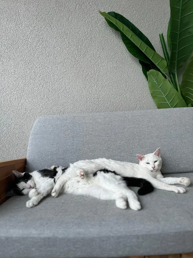 chats du robinson — Pension pour chats, Sion, Valais. Foto 3