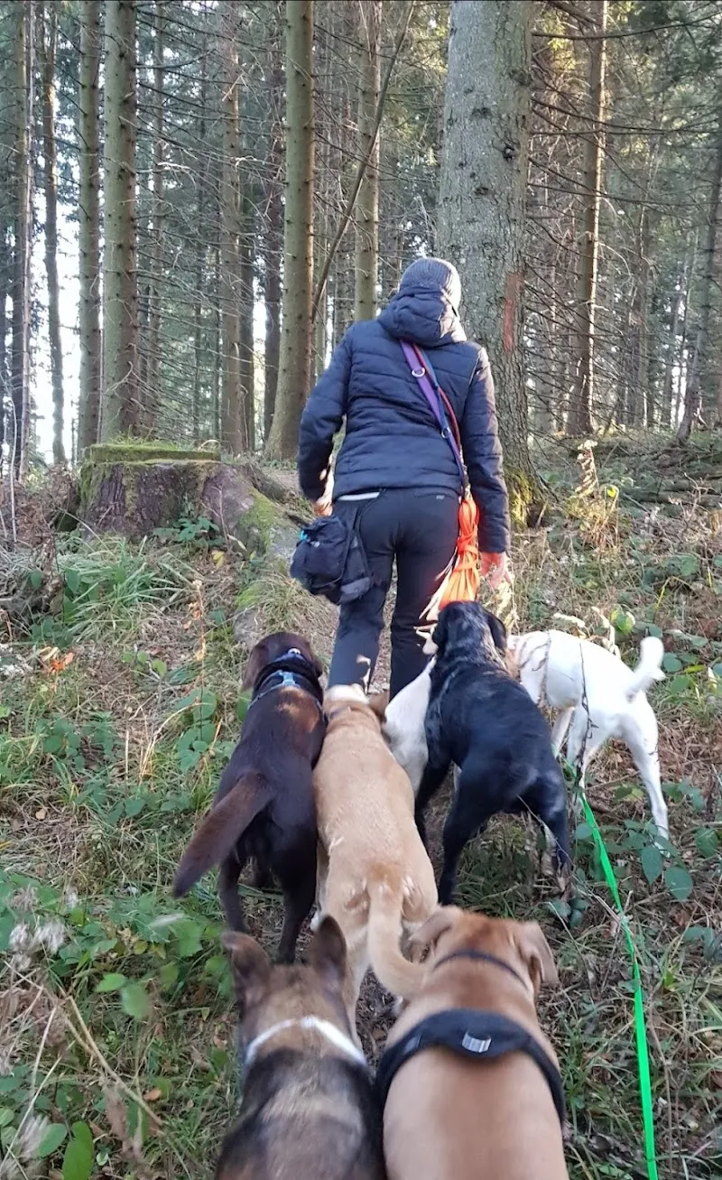 Rb-tierbetreuung — Katzenpension in Unterägeri, Zug. Bewertung 5.0/5.