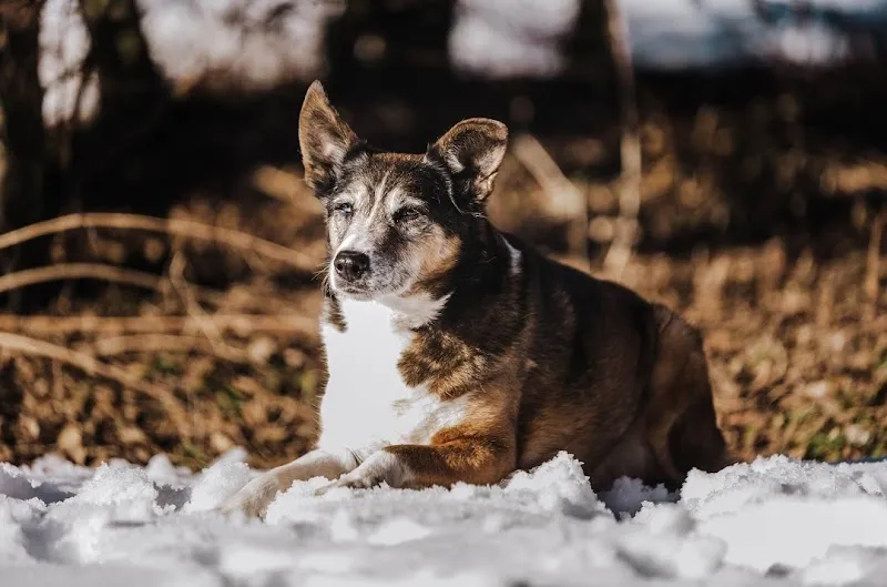 Rb-tierbetreuung — Pension pour chats, Unterägeri, Zoug. Foto 2