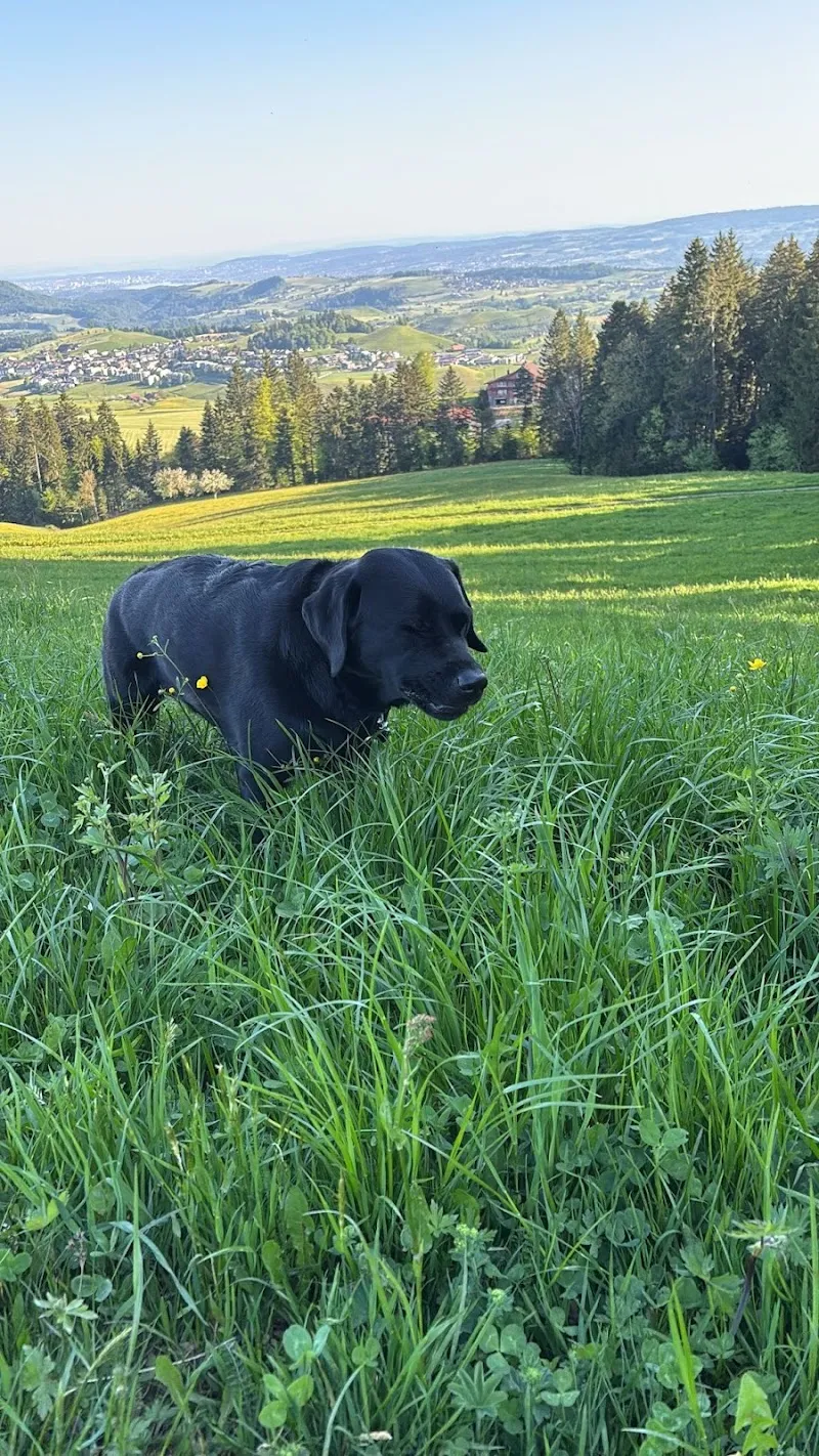 Rb-tierbetreuung — Pension pour chats, Unterägeri, Zoug. Foto 3
