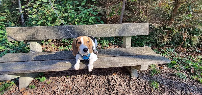 Tails on Trails Hundespazierdienst — Katzenpension in Risch-Rotkreuz, Zug. Bewertung 5.0/5.