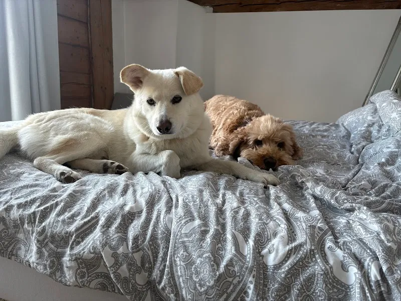 4pfotenservice.ch — Katzenpension in Herrliberg, Zürich. Bewertung 5.0/5.