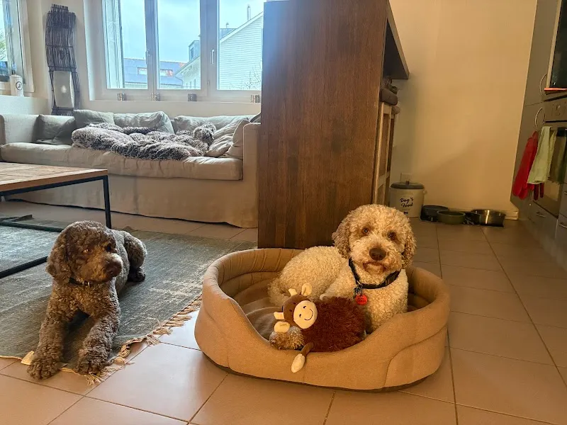 4pfotenservice.ch — Katzenpension, Herrliberg, Zürich. Foto 2