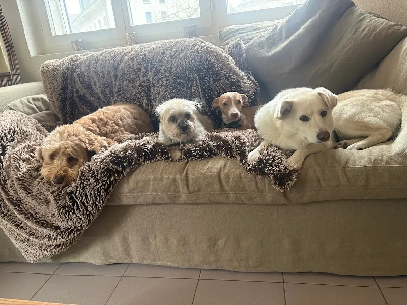 4pfotenservice.ch — Katzenpension, Herrliberg, Zürich. Foto 3