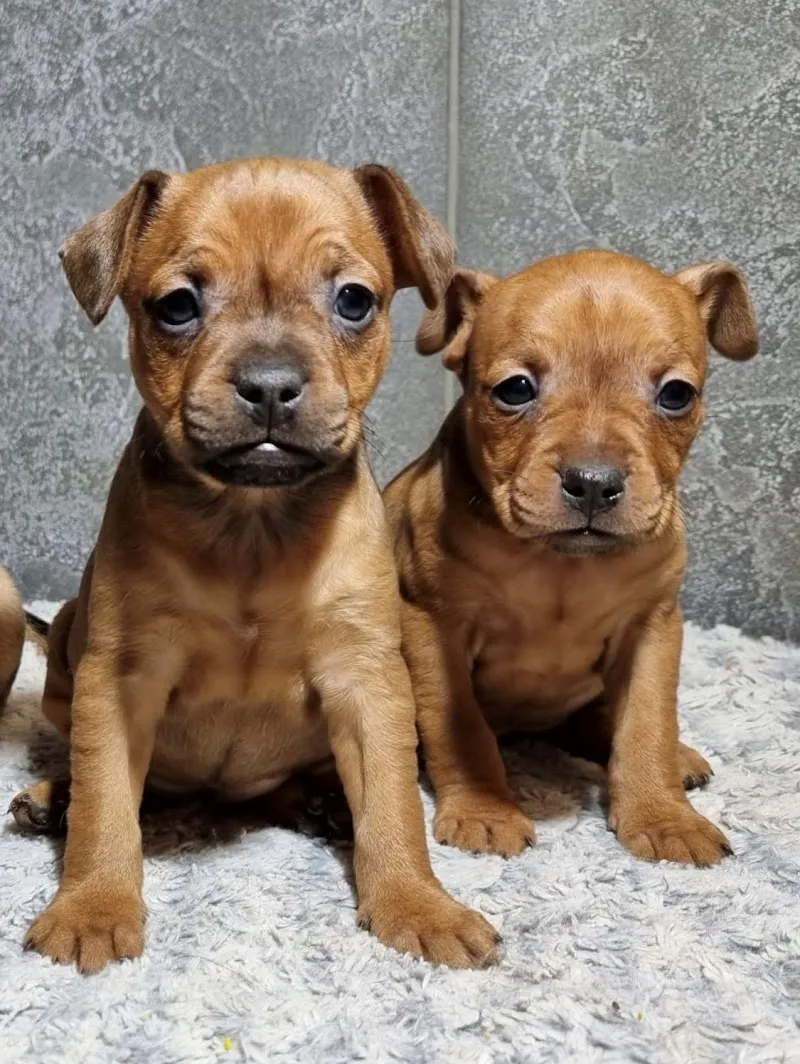 A3-Tierferienplatz — Katzenpension in Mülligen, Aargau. Bewertung 4.8/5.