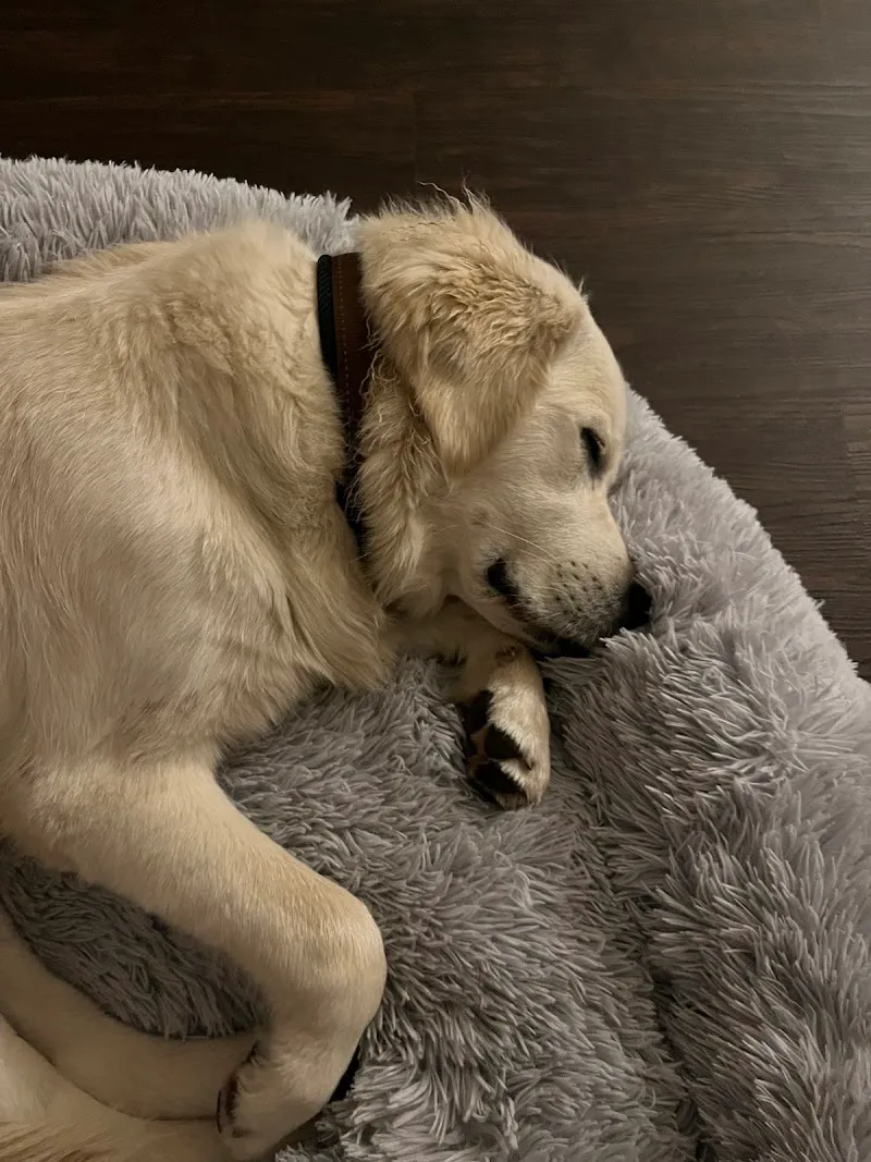 A3-Tierferienplatz — Pension pour chats, Mülligen, Argovie. Foto 3