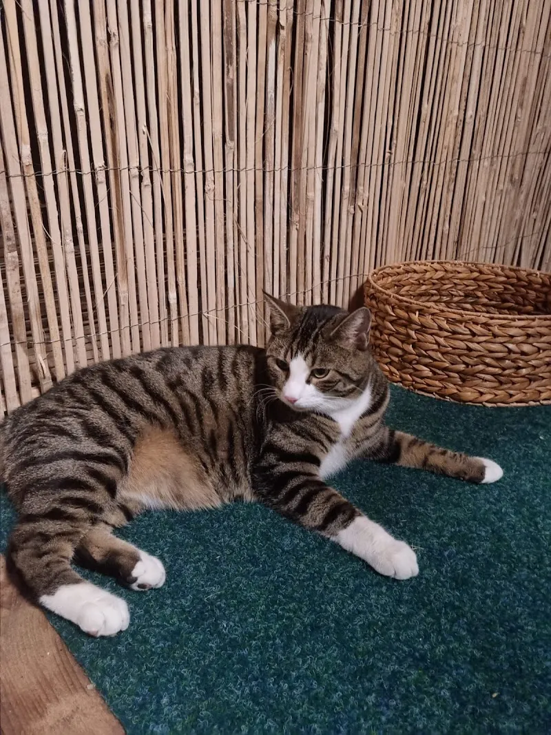 Aargauer Katzenferien — Katzenpension, Erlinsbach, Aargau. Foto 3