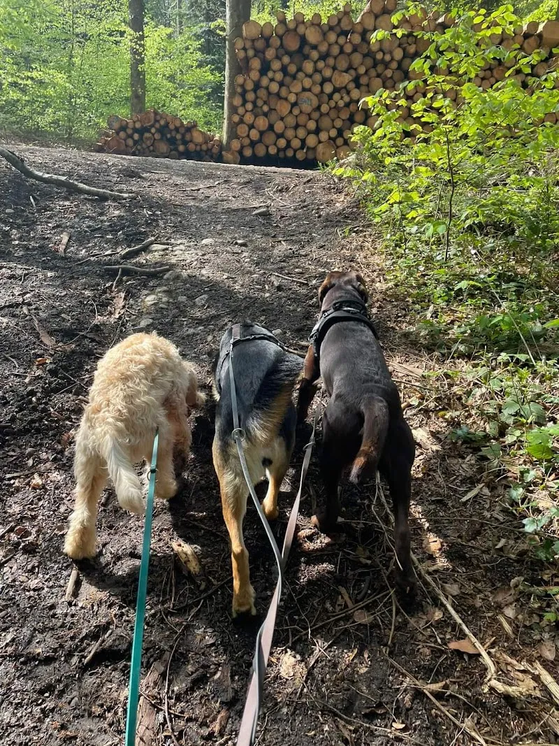 Anja‘s Dog Family — Katzenpension in Rüti, Zürich. Bewertung 4.9/5.