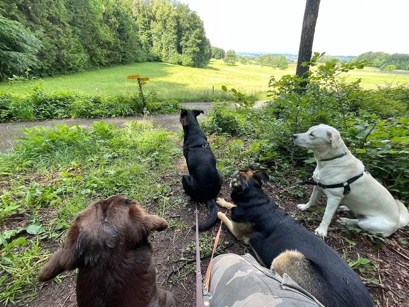 Anja‘s Dog Family — Katzenpension, Rüti, Zürich. Foto 2