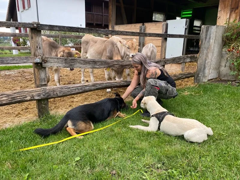 Anja‘s Dog Family — Katzenpension, Rüti, Zürich. Foto 3