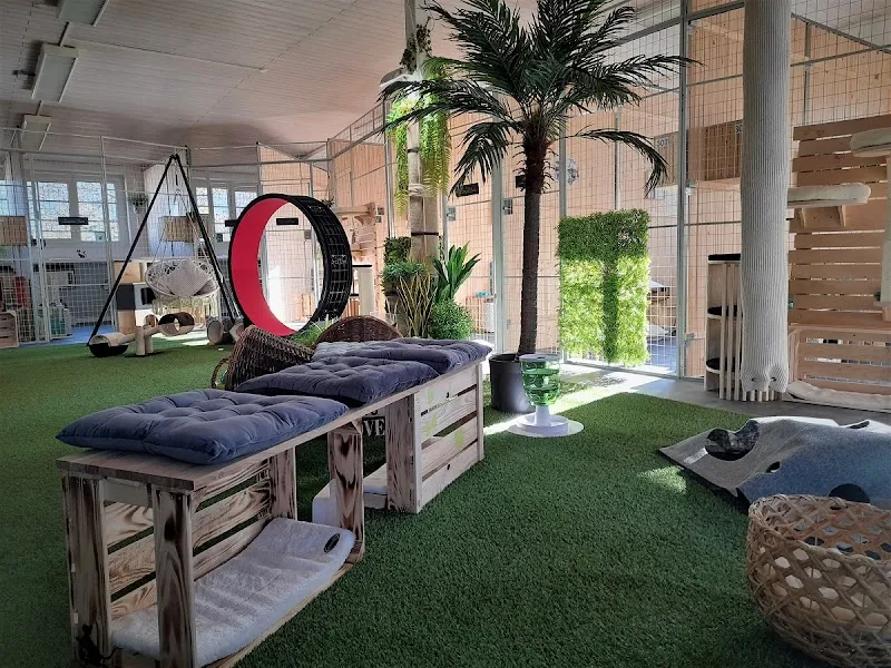 Aristotel GmbH, Swiss Luxury & SPA Cat Hotel - Katzenhotel — Katzenpension in Siebnen, Schwyz. Bewertung 4.9/5.