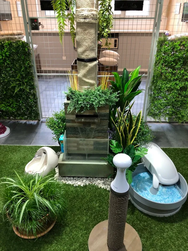 Aristotel GmbH, Swiss Luxury & SPA Cat Hotel - Katzenhotel — Katzenpension, Siebnen, Schwyz. Foto 2