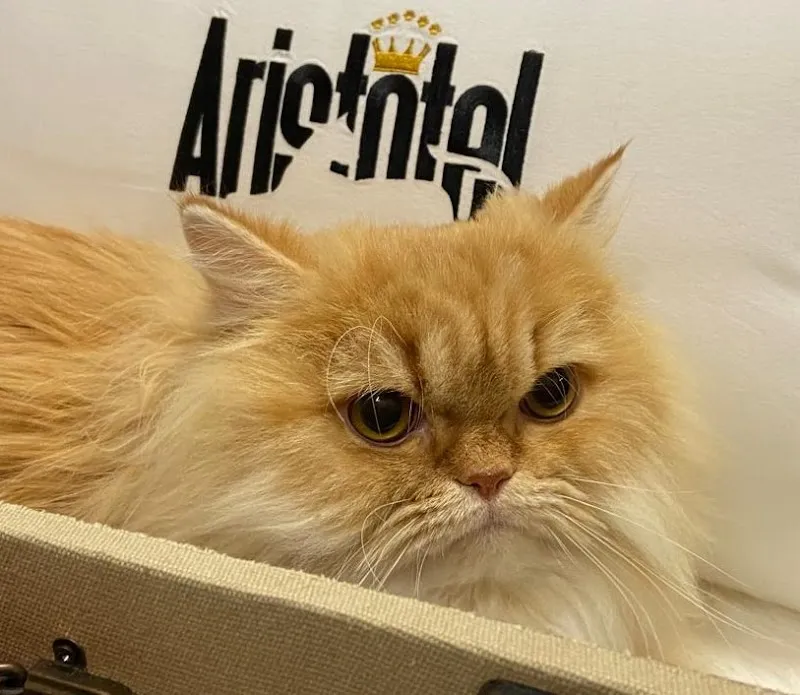 Aristotel GmbH, Swiss Luxury & SPA Cat Hotel - Katzenhotel — Katzenpension, Siebnen, Schwyz. Foto 3