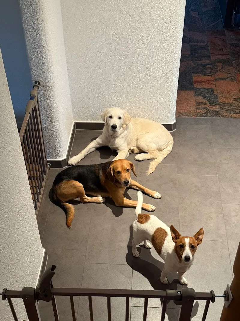 Armonias Paradise GmbH — Katzenpension in Zwillikon, Zürich. Bewertung 5.0/5.