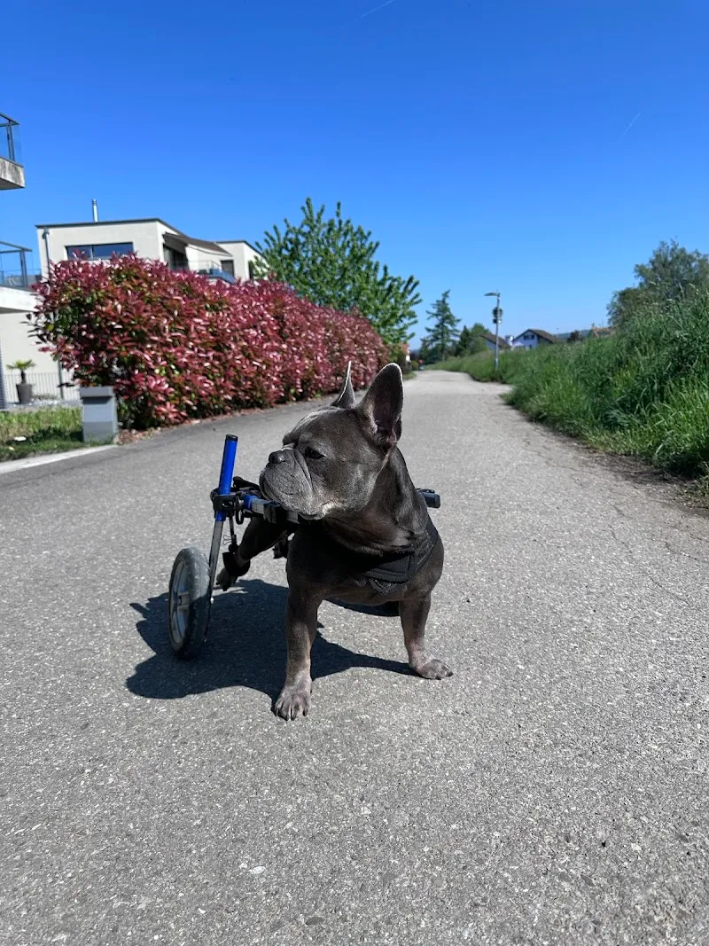 Armonias Paradise GmbH — Pension pour chats, Zwillikon, Zurich. Foto 2