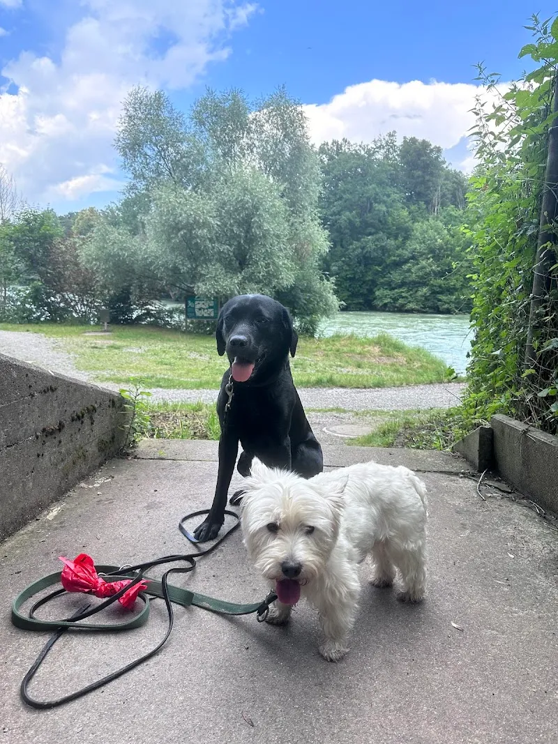 Armonias Paradise GmbH — Pension pour chats, Zwillikon, Zurich. Foto 3