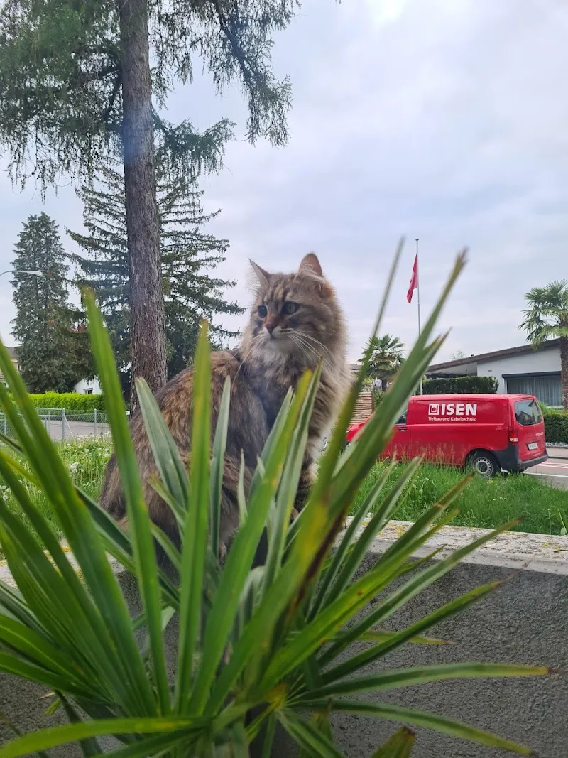 Bailey, the neighbour of Luis — Katzenpension in Bülach, Zürich. Bewertung 5.0/5.