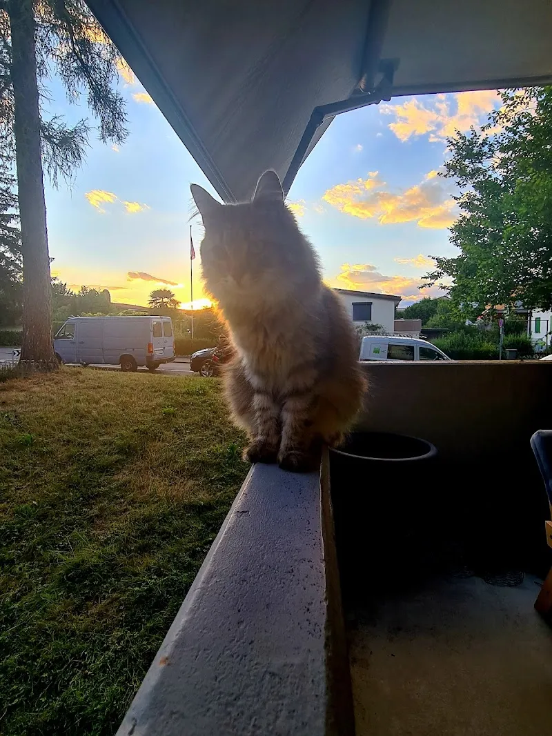 Bailey, the neighbour of Luis — Katzenpension, Bülach, Zürich. Foto 2