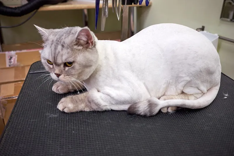 Cat InStyle — Pension pour chats, Wallisellen, Zurich. Foto 3