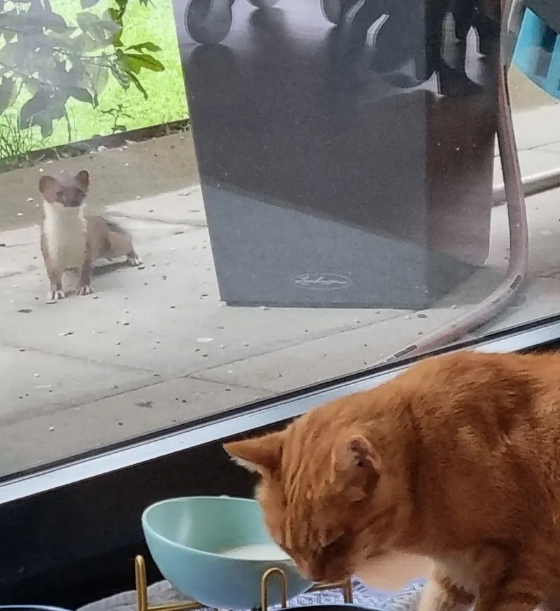 Cats & Co — Katzenpension in Dübendorf, Zürich. Bewertung 3.7/5.