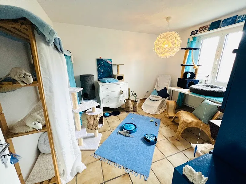 Cats Residence - Katzenbetreuung — Katzenpension in Merenschwand, Aargau. Bewertung 4.9/5.