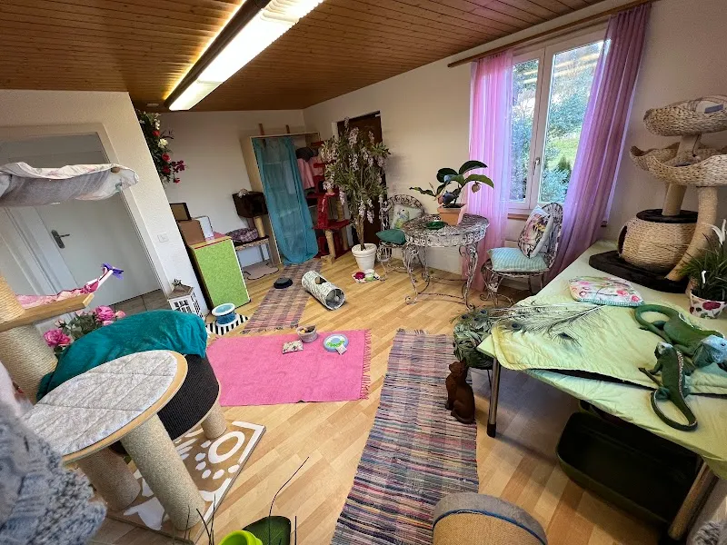 Cats Residence - Katzenbetreuung — Katzenpension, Merenschwand, Aargau. Foto 2