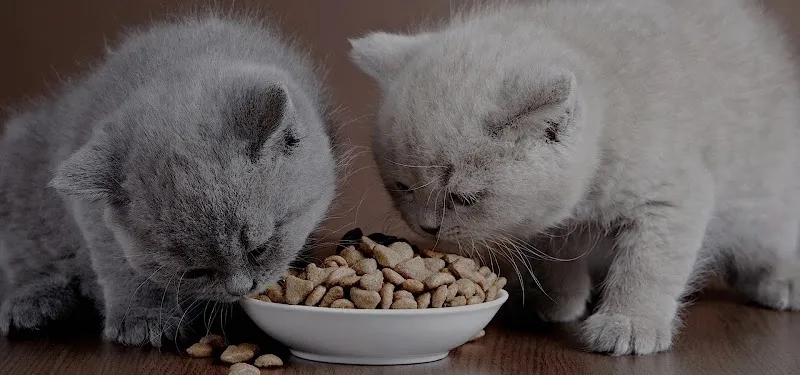 Cats Residence - Katzenbetreuung — Katzenpension, Merenschwand, Aargau. Foto 3