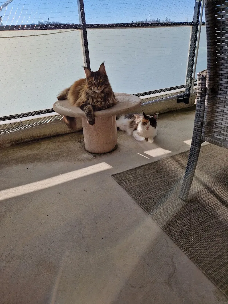 Catsitter.ch — Pension pour chats, Volketswil, Zurich. Foto 2