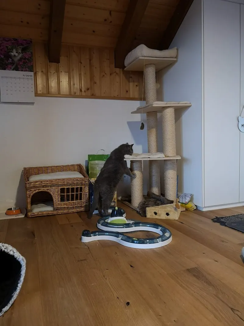 Catz & Co. GmbH — Katzenpension in Meierskappel, Luzern. Bewertung 4.8/5.