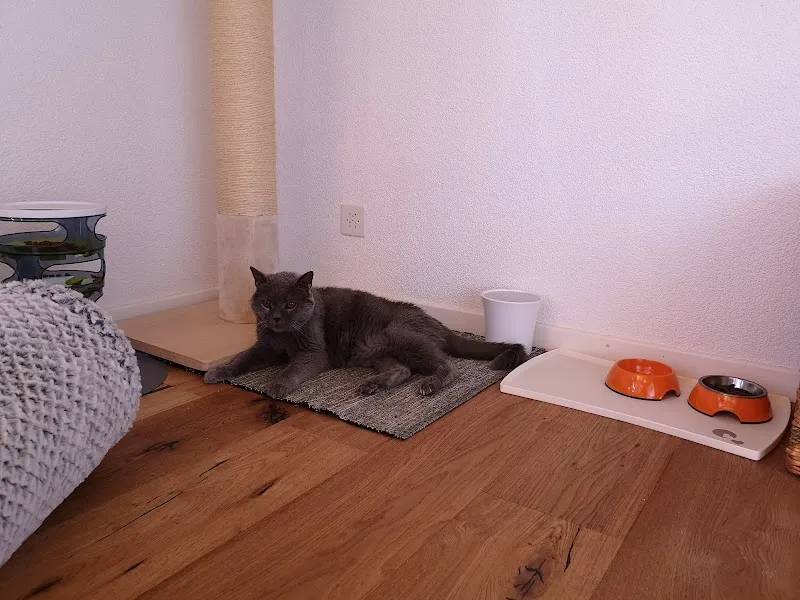 Catz & Co. GmbH — Katzenpension, Meierskappel, Luzern. Foto 2