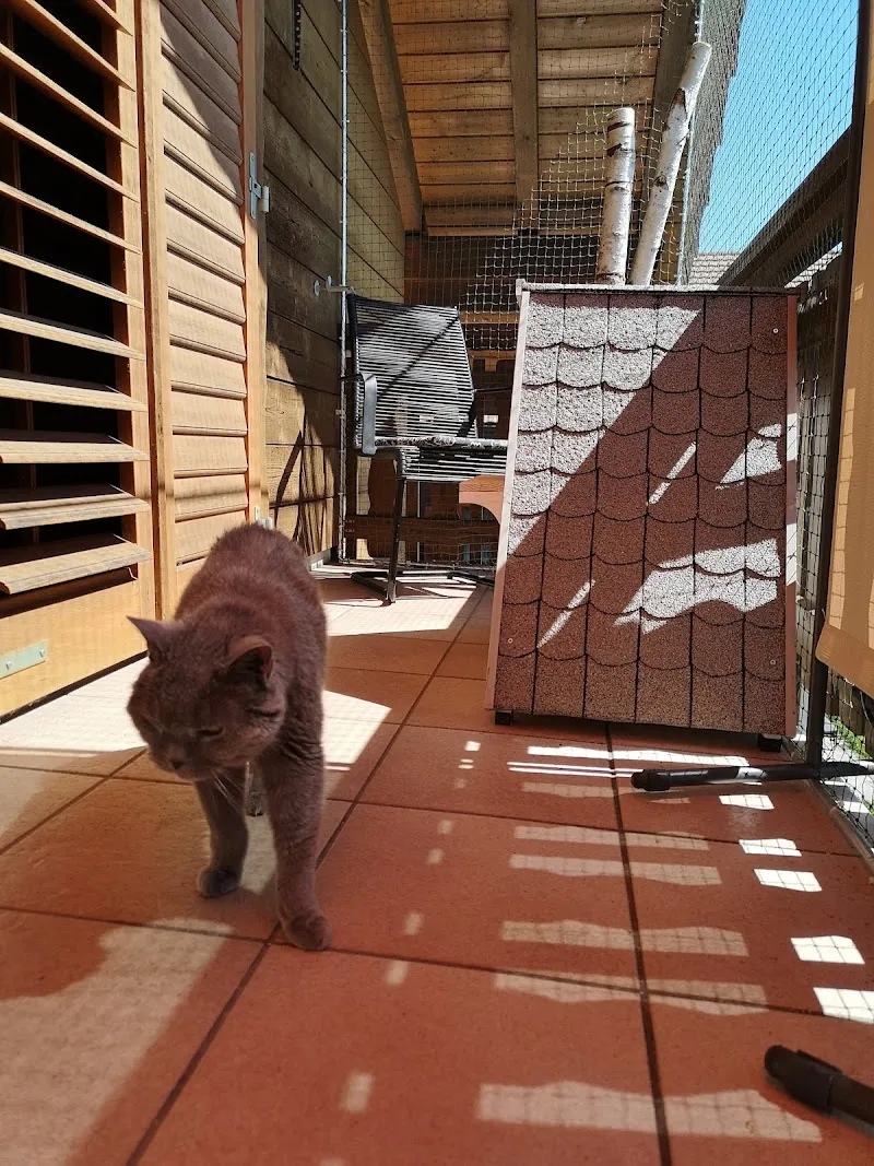 Catz & Co. GmbH — Katzenpension, Meierskappel, Luzern. Foto 3