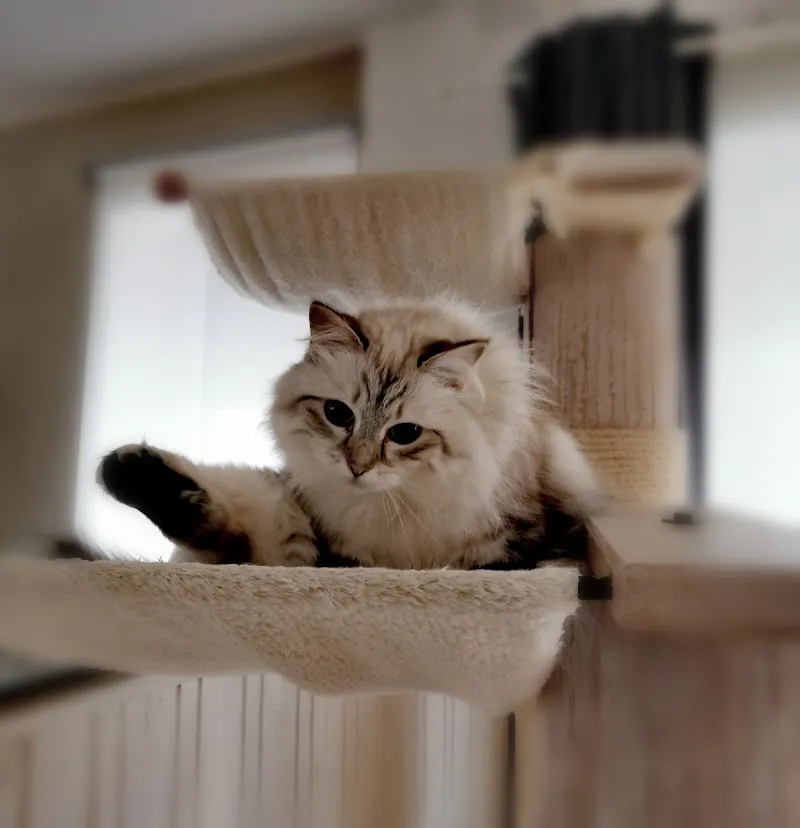 Tierbetreuung oberes Fricktal — Katzenpension, Hornussen, Aargau. Foto 2