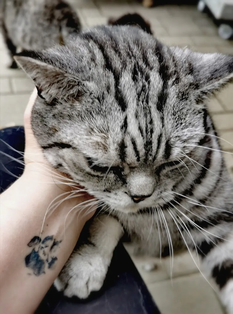 Tierbetreuung oberes Fricktal — Katzenpension, Hornussen, Aargau. Foto 3