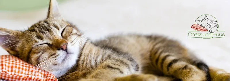 Chatz und Huus — Katzenpension in Wallisellen, Zürich. Bewertung 5.0/5.