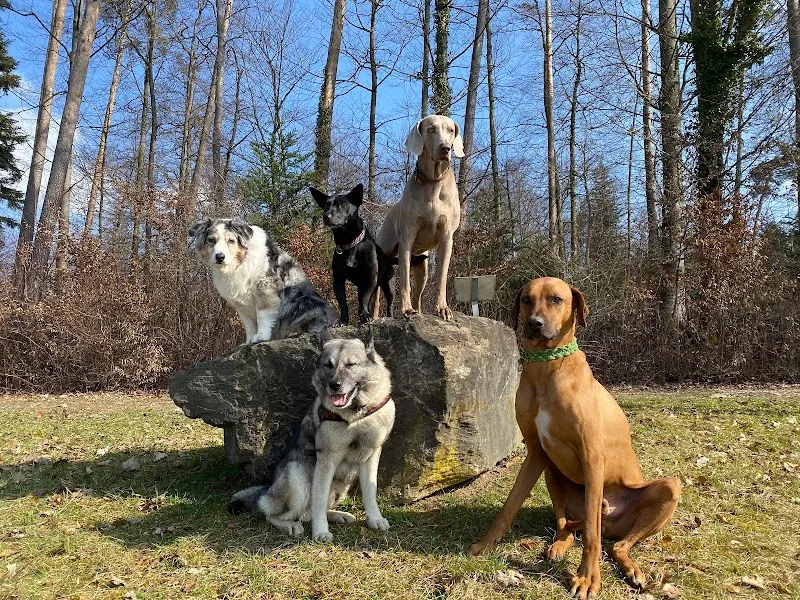 Citydogs — Katzenpension in Küsnacht, Zürich. Bewertung 4.4/5.