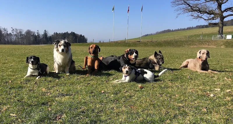 Citydogs — Katzenpension, Küsnacht, Zürich. Foto 2