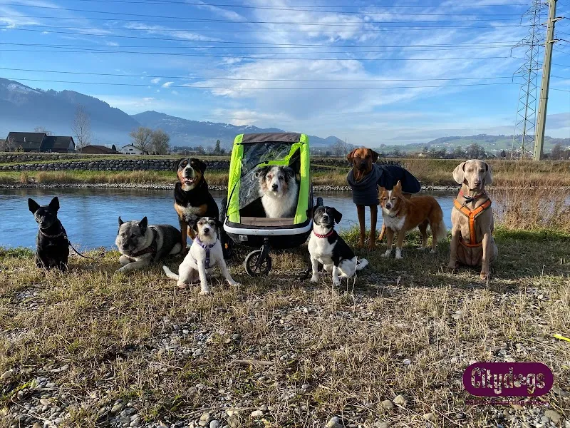 Citydogs — Katzenpension, Küsnacht, Zürich. Foto 3