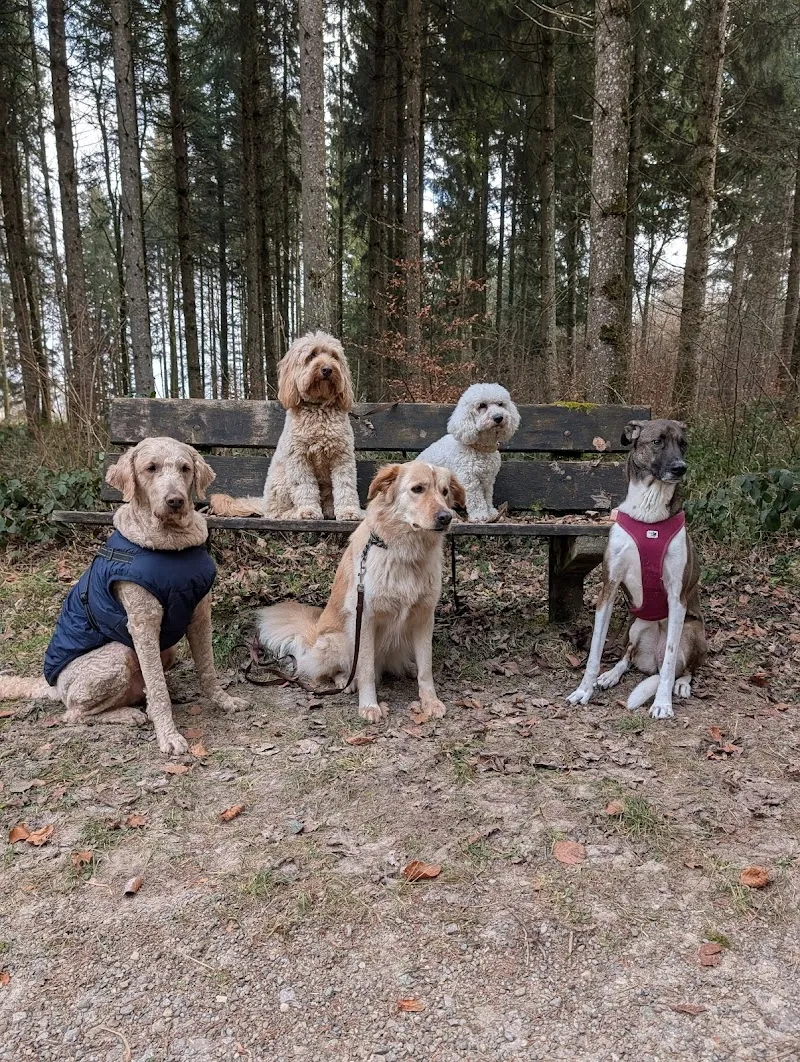Citydogs — Katzenpension in Kilchberg, Zürich. Bewertung 5.0/5.