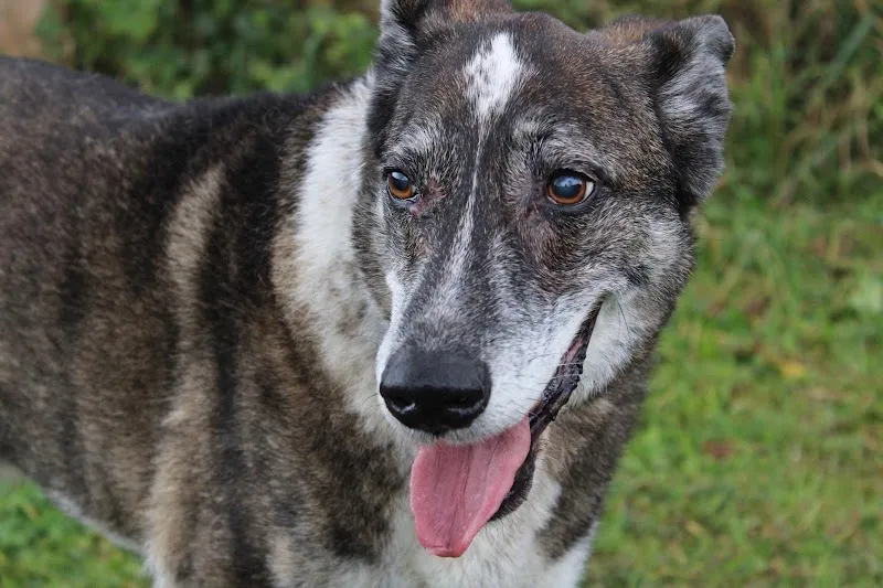 Citydogs — Pension pour chats, Kilchberg, Zurich. Foto 2