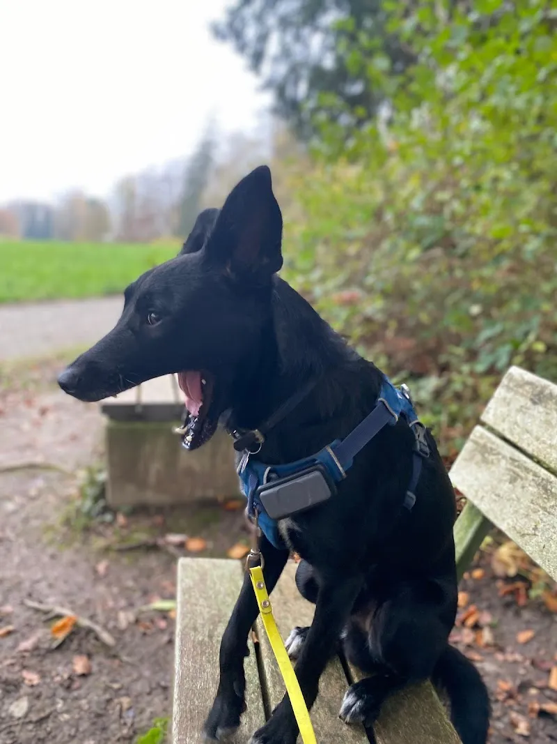 Citydogs — Pension pour chats, Kilchberg, Zurich. Foto 3