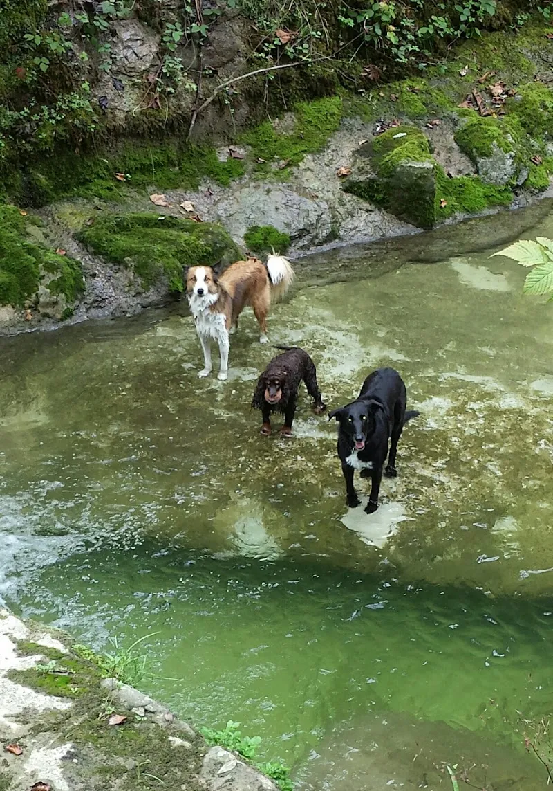 Claudias-Animalcare Tierbetreuung — Katzenpension, Au ZH, Zürich. Foto 2