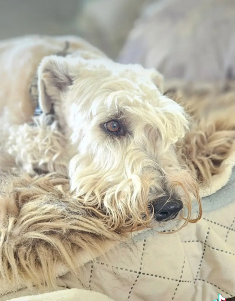 Claudias-Animalcare Tierbetreuung — Katzenpension, Au ZH, Zürich. Foto 3