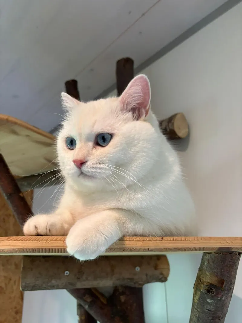 Deluxe Katzenhotel GmbH — Pensione per gatti, Reinach, Argovia. Foto 2