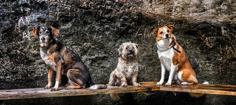 Dog-Home — Katzenpension in Horgen, Zürich. Bewertung 5.0/5.