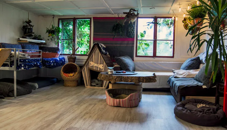 Dog-Home — Katzenpension, Horgen, Zürich. Foto 3