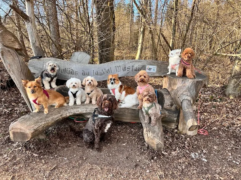 DogMom - Dein Hundesitting — Tierdienste in Wallisellen, Zürich. Bewertung 5.0/5.