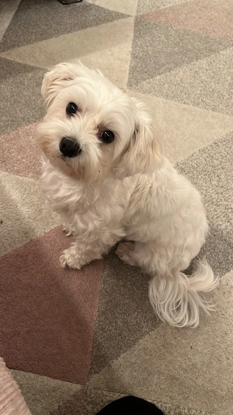 DogMom - Dein Hundesitting — Service animalier, Wallisellen, Zurich. Foto 2